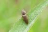 Agriotes lineatus
